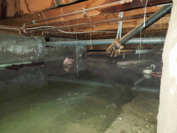 Best Mold removal after water damage  in Tuscoosa, AL