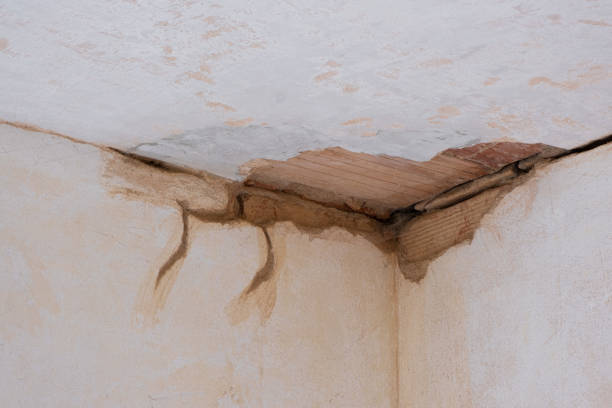 Best Carpet water damage restoration  in Tuscoosa, AL